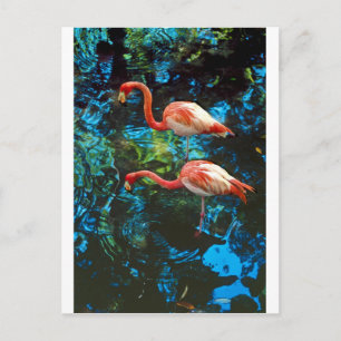 Cartão Postal Flamingos FL