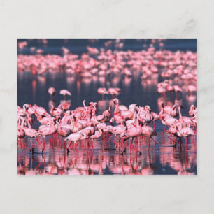 Cartão Postal Flamingos-menores (Phoeniconaias minor), África,