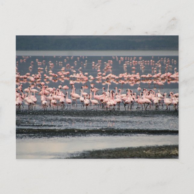 Cartão Postal Flamingos no lago Nakuru, no Quênia (Frente)