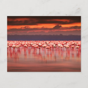 Cartão Postal Flamingos no Sunset