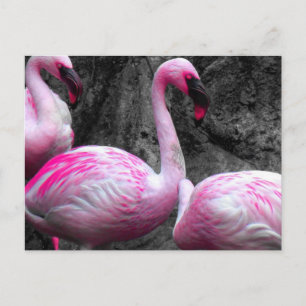 Cartão Postal ~Flamingos~ POSTCARD
