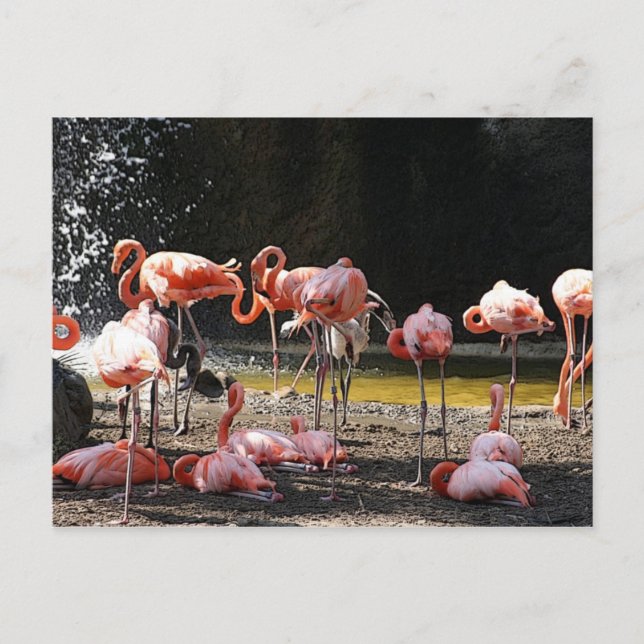 Cartão Postal Flamingos Rosa (Frente)