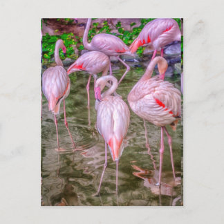 Cartão Postal Flamingos Rosa
