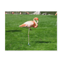 Flamingos Rosa