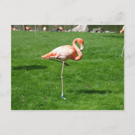 Cartão Postal Flamingos Rosa