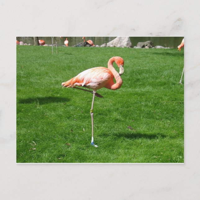 Cartão Postal Flamingos Rosa (Frente)