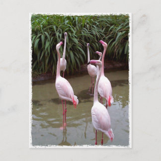 Cartão Postal Flamingos Rosa