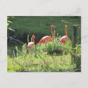 Cartão Postal Flamingos Rosa