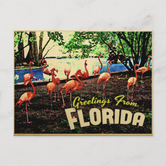 Cartão Postal Flamingos Rosa Flórida