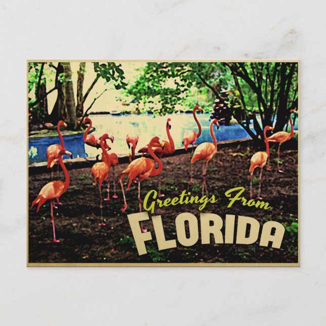 Cartão Postal Flamingos Rosa Flórida (Frente)