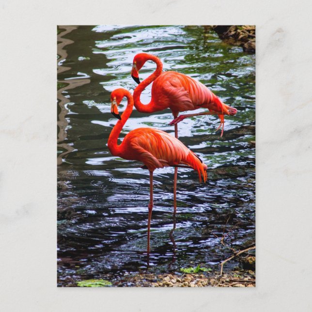 Cartão Postal Flamingos Rosa na Água (Frente)