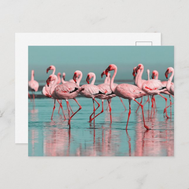 Cartão Postal flamingos selvagens africanos (Frente/Verso)
