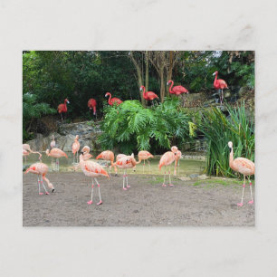 Cartão Postal Flamingos vermelhos e Flamingos cor-de-rosa
