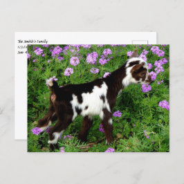 Cartão Postal Flashy Nigerian Dwarf Goat Kid em flores roxas