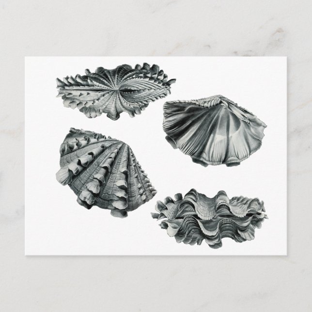 Cartão Postal Flautista gigante (Frente)