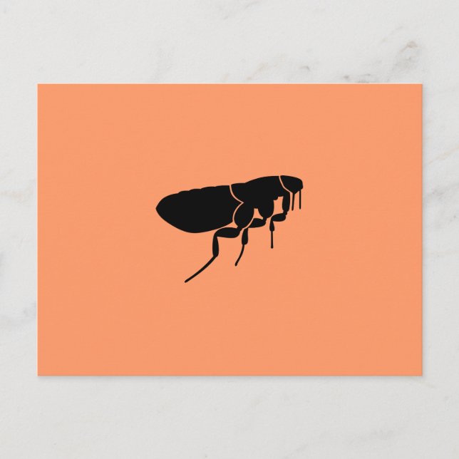 Cartão Postal Flea (Frente)