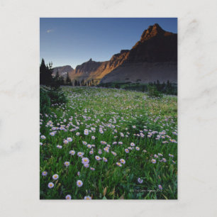 Cartão Postal Fleabane em prado alpino no Logan Pass ,