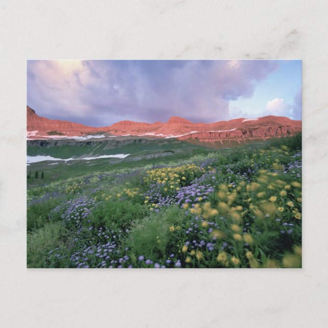 Cartão Postal Fleabane púrpura (erigeron peregrinus) e amarelo (Frente)