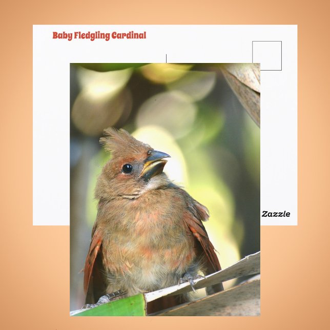 Cartão Postal Fledgling Cardinal Cute Baby Bird Wildlife Photo (Criador carregado)