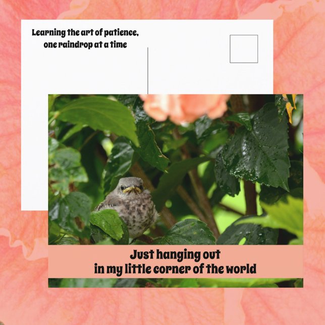 Cartão Postal Fledgling Mockingbird Cute Wildlife Photographic (Criador carregado)