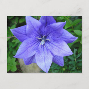 Cartão Postal Fleur bleue