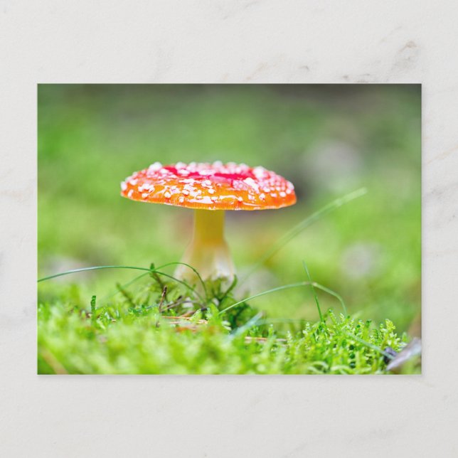 Cartão Postal Fliegenpilz (Frente)