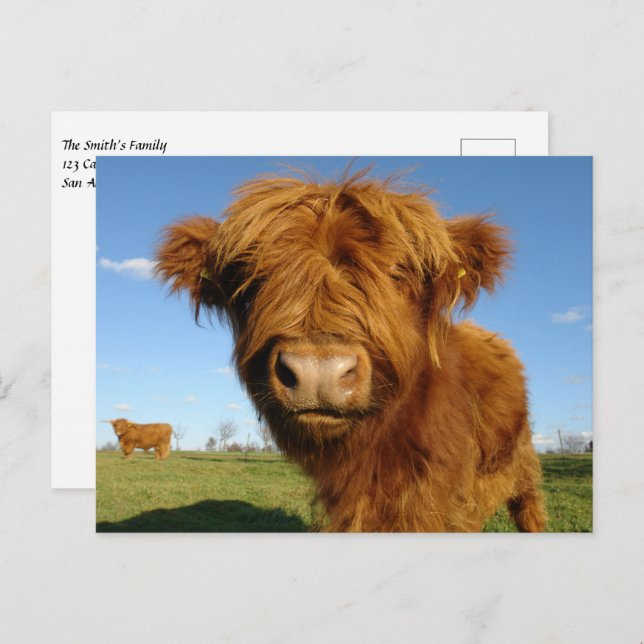 Cartão Postal Floffy Scottish Highland Cow - Blue Sky (Frente/Verso)