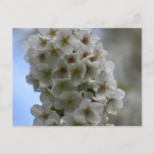 Cartão Postal Flor