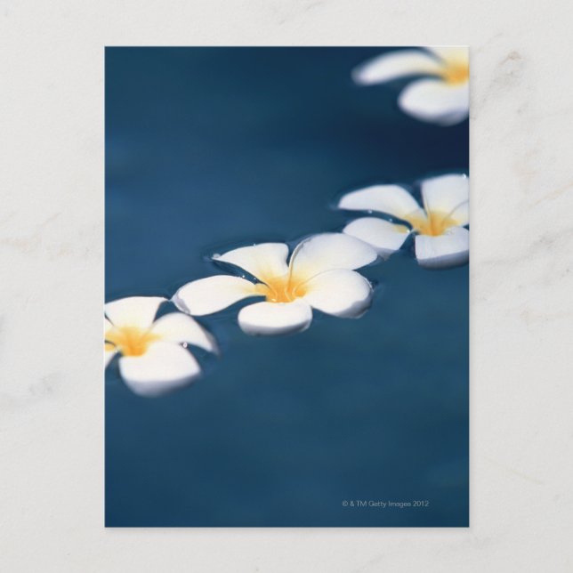 Cartão Postal Flor (Frente)