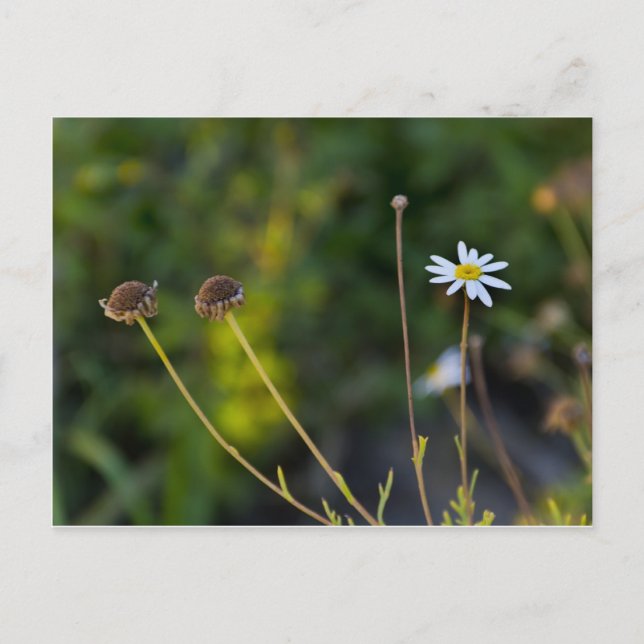 Cartão Postal Flor (Frente)