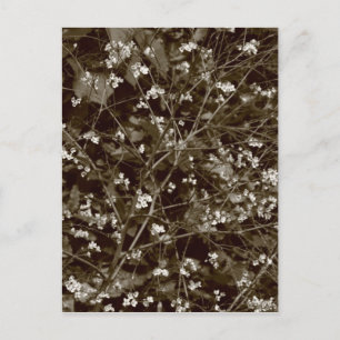Cartão Postal Flor