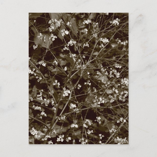 Cartão Postal Flor (Frente)