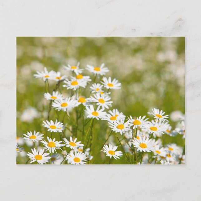 Cartão Postal Flor (Frente)