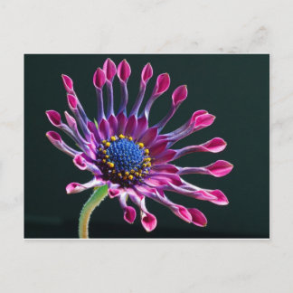 Cartão Postal flor