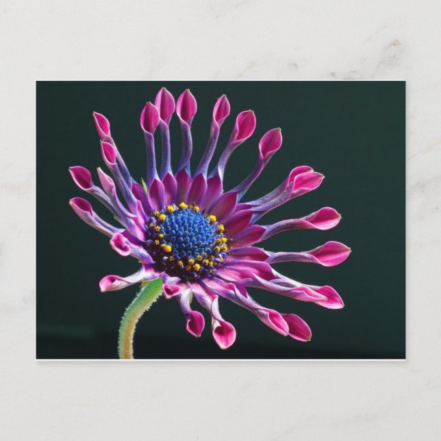 Cartão Postal flor (Frente)