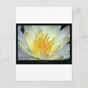Cartão Postal Flor 061 Lily White Water