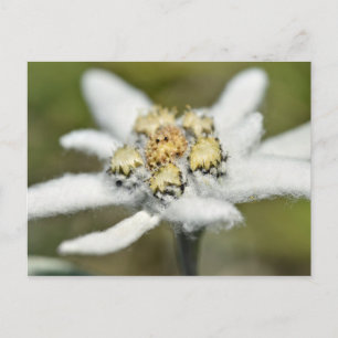 Cartão Postal Flor alpina Edelweiss