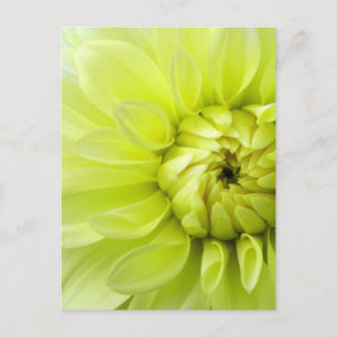 Cartão Postal Flor amarela
