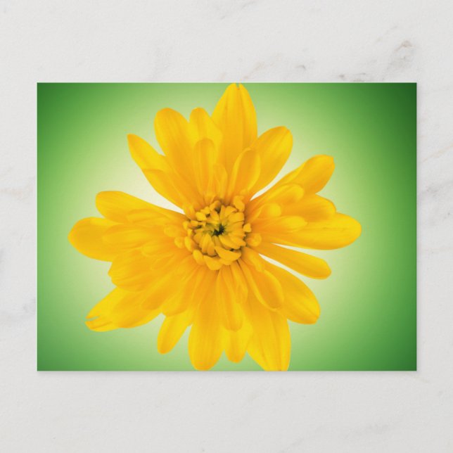 Cartão Postal Flor amarela (Frente)