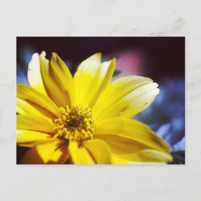 Cartão Postal Flor Amarela (Frente)