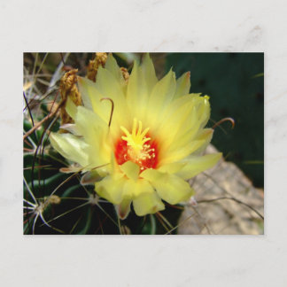 Cartão Postal Flor amarela do cacto do fishhook