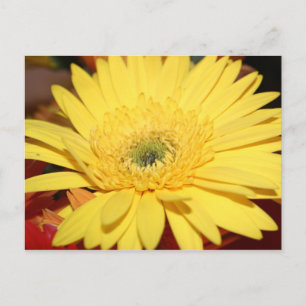 Cartão Postal Flor Amarelo