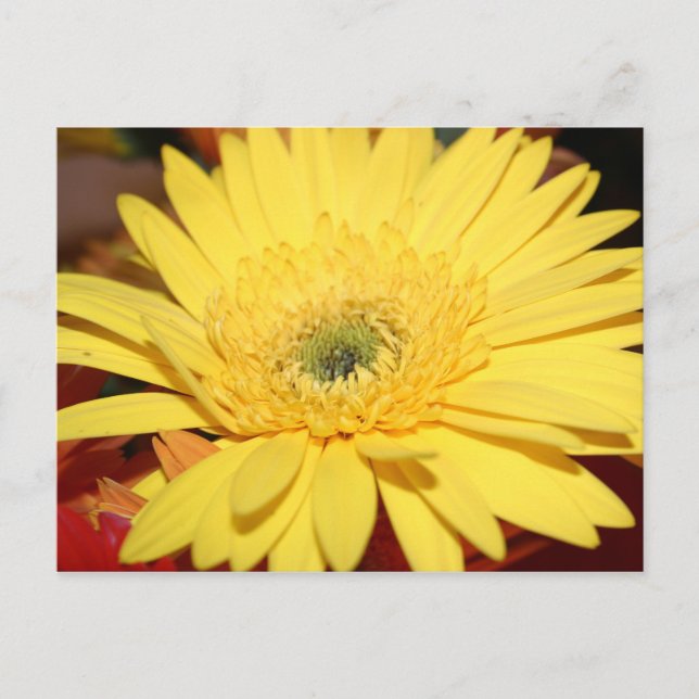 Cartão Postal Flor Amarelo (Frente)