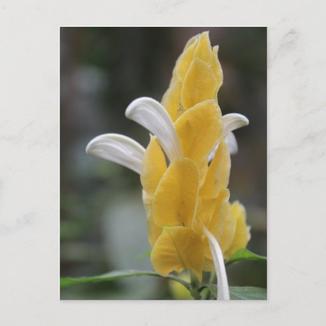 Cartão Postal Flor Amarelo # 2 (Frente)