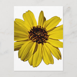 Cartão Postal Flor Amarelo Brilhante, Margarida