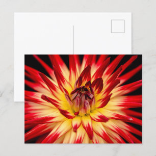 Cartão Postal Flor Amarelo e Vermelho Radiante, Foto Floral De F