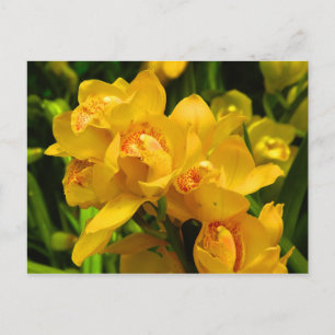 Cartão Postal Flor Amarelo Real