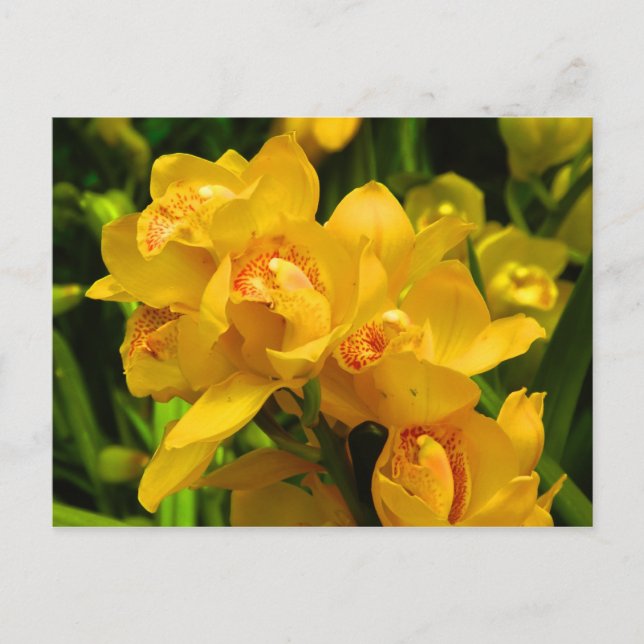Cartão Postal Flor Amarelo Real (Frente)
