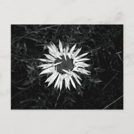 Cartão Postal Flor Antigo