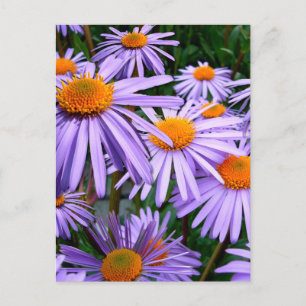 Cartão Postal flor Aster-Tongolensis